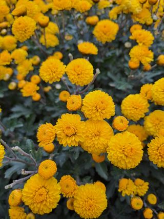 정강화님의 11월 내 작물 자랑하기 · 참여글 작성글 사진