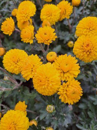 정강화님의 11월 내 작물 자랑하기 · 참여글 작성글 사진