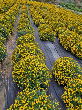 정강화님의 11월 내 작물 자랑하기 · 참여글 작성글 사진