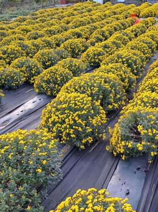 정강화님의 11월 내 작물 자랑하기 · 참여글 작성글 사진