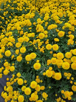 정강화님의 11월 내 작물 자랑하기 · 참여글 작성글 사진