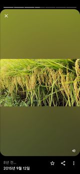 팜모닝 11월 내 작물 자랑하기·참여글 게시글 이미지