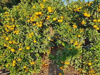 현영진님의 11월 내 작물 자랑하기 · 참여글 작성글 사진