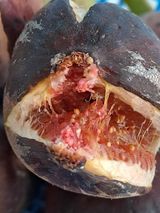 팜모닝 11월 내 작물 자랑하기·참여글 게시글 이미지