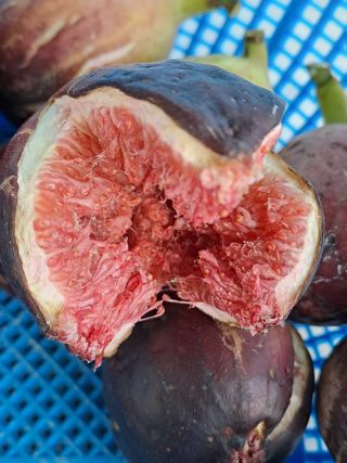 정강화님의 11월 내 작물 자랑하기 · 참여글 작성글 사진