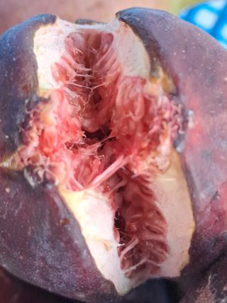 정강화님의 11월 내 작물 자랑하기 · 참여글 작성글 사진