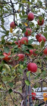 팜모닝 11월 내 작물 자랑하기·참여글 게시글 이미지