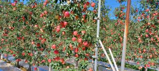 권순찬님의 11월 내 작물 자랑하기 · 참여글 작성글 사진