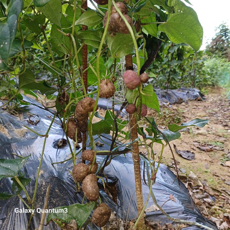 들깨 자색마 고추님의 장터 판매 상품 [단오마 씨 ] 첨부 사진