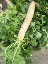 팜모닝 11월 내 작물 자랑하기·참여글 게시글 이미지