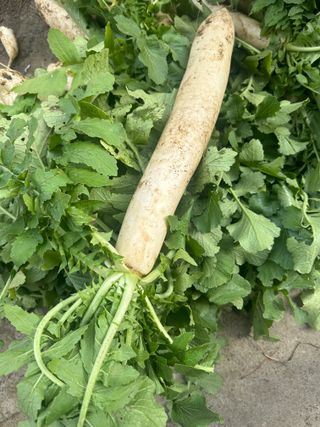 김미현님의 11월 내 작물 자랑하기 · 참여글 작성글 사진