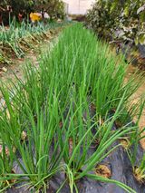 팜모닝 11월 내 작물 자랑하기·참여글 게시글 이미지