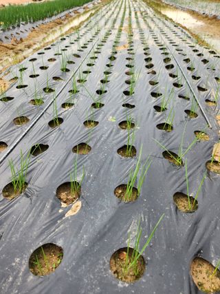 갑돌이님의 11월 내 작물 자랑하기 · 참여글 작성글 사진