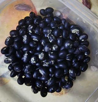 옥수수11030님의 콩 · 자유게시판 작성글 사진