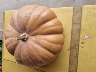 정석범님의 11월 내 작물 자랑하기 · 참여글 작성글 사진