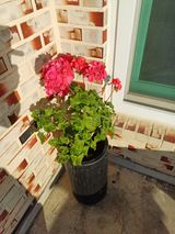 팜모닝 우리동네·동네정보 게시글 이미지