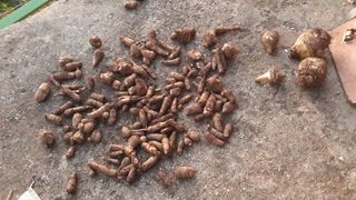 손주노님의 11월 내 작물 자랑하기 · 참여글 작성글 사진