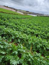 팜모닝 배추·영농일지 게시글 이미지