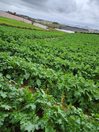 김저팔계님의 배추 · 영농일지 작성글 사진