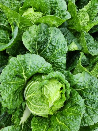 김저팔계님의 배추 · 영농일지 작성글 사진