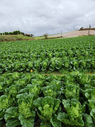김저팔계님의 배추 · 영농일지 작성글 사진