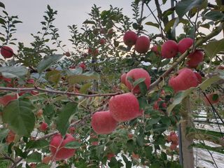 한길농원님의 11월 내 작물 자랑하기 · 참여글 작성글 사진