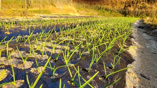 포도10652님의 11월 내 작물 자랑하기 · 참여글 작성글 사진