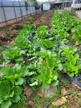 팜모닝 배추·일상 게시글 이미지