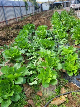 이원우님의 배추 · 일상 작성글 사진