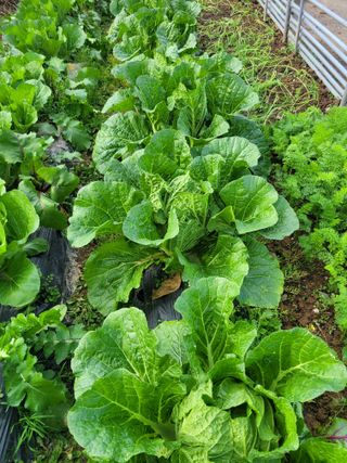 이원우님의 배추 · 일상 작성글 사진