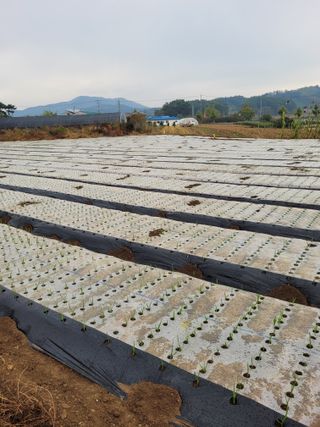 장남복님의 11월 내 작물 자랑하기 · 참여글 작성글 사진