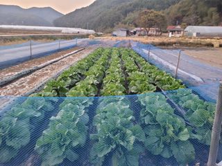 안미영님의 11월 내 작물 자랑하기 · 참여글 작성글 사진