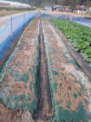 안미영님의 11월 내 작물 자랑하기 · 참여글 작성글 사진