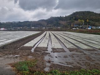 이재진님의 양파 · 자유게시판 작성글 사진