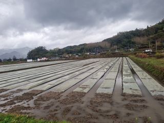 이재진님의 양파 · 자유게시판 작성글 사진