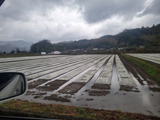 이재진님의 양파 · 자유게시판 작성글 사진