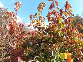 제키님의 감 · 자유게시판 작성글 사진