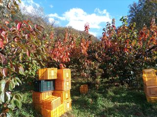 제키님의 감 · 자유게시판 작성글 사진