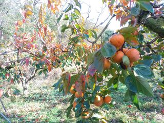 제키님의 감 · 자유게시판 작성글 사진