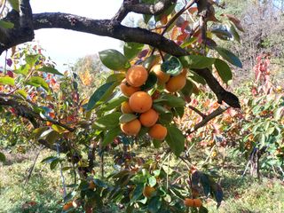 제키님의 감 · 자유게시판 작성글 사진