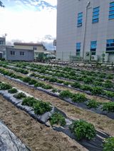 팜모닝 11월 내 작물 자랑하기·참여글 게시글 이미지