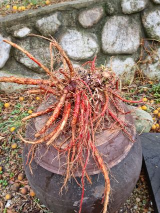 팜모닝회원김찬정님의 11월 내 작물 자랑하기 · 참여글 작성글 사진