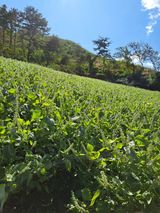 팜모닝 11월 내 작물 자랑하기·참여글 게시글 이미지