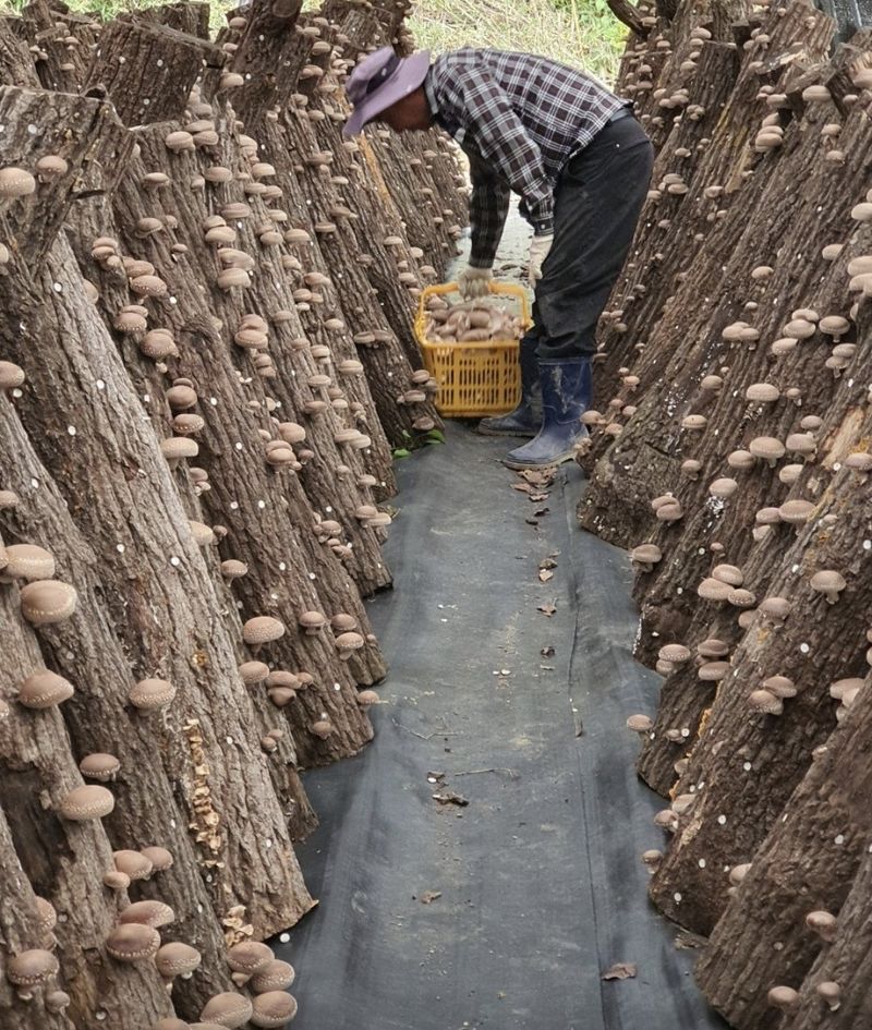 장터 상품 [표고버섯 1kg] 썸네일