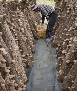 한밭농원님의 작성글 사진