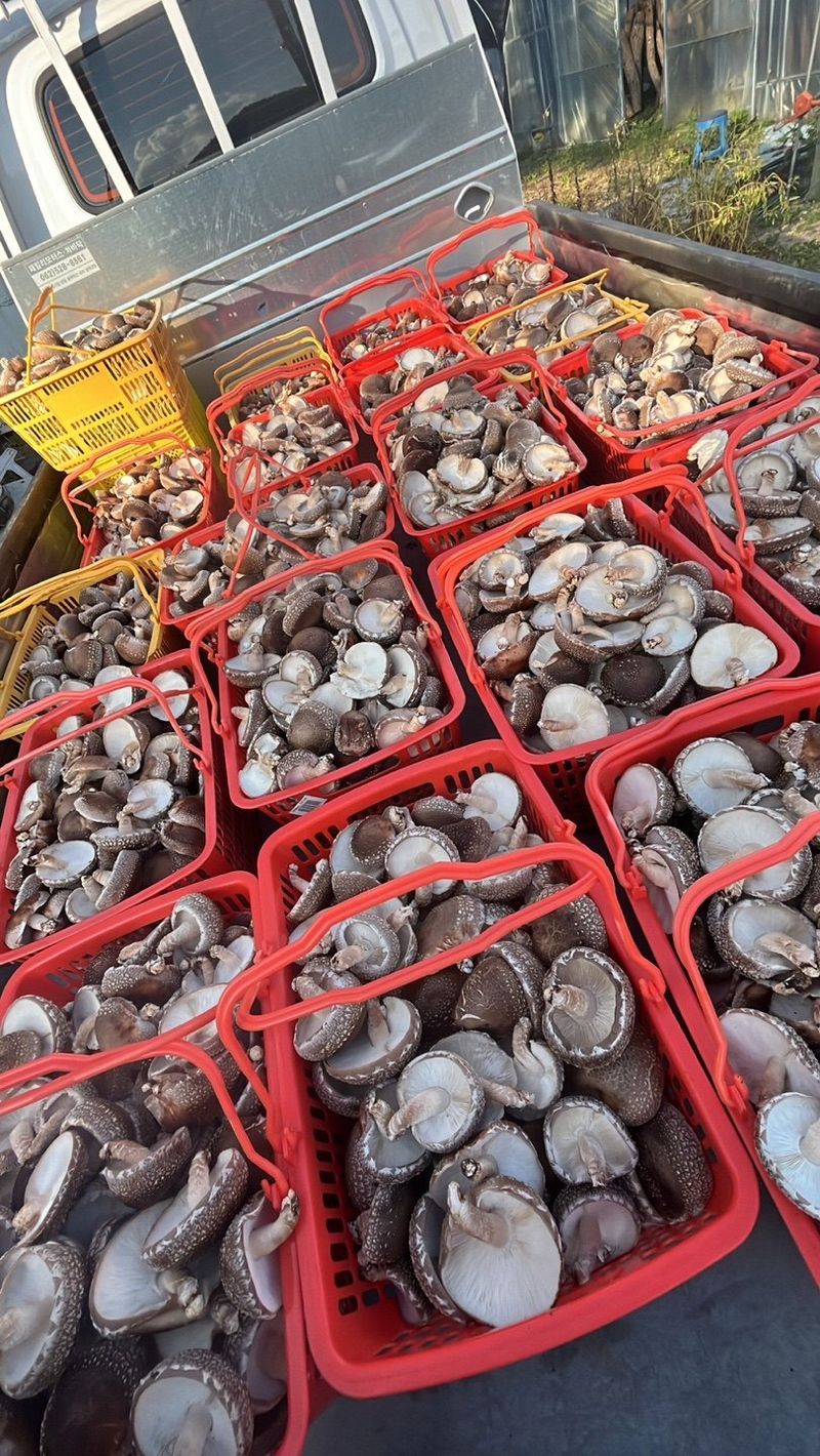 한밭농원님의 장터 판매 상품 [표고버섯 1kg] 첨부 사진