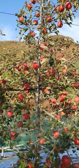 팜모닝 11월 내 작물 자랑하기·참여글 게시글 이미지