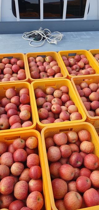 김귀분님의 11월 내 작물 자랑하기 · 참여글 작성글 사진