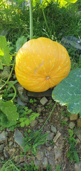 김귀분님의 11월 내 작물 자랑하기 · 참여글 작성글 사진