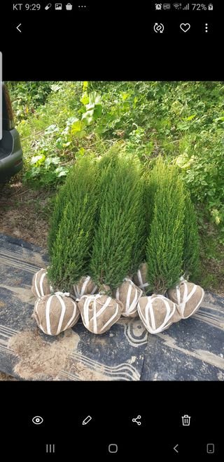 도시농부 엄미순님의 11월 내 작물 자랑하기 · 참여글 작성글 사진